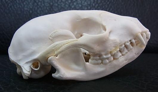 Amazon.co.jp: 15,400円 ヨーロッパアライグマ（ラクーン） 頭骨 標本